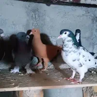 فروش چند عدد کبوتر