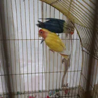 ۳ جفت کوتوله درجه یک