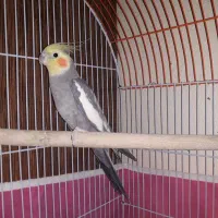 عروس هلندی خونگی و آس