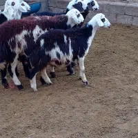 ۷تابره قوچ و یه قوچ دوشیره پلنگی|حیوانات مزرعه|بروجرد, |دیوار