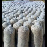 توصیه برای دامداران عزیز تغذیه برای گاو بره میش