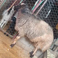 قوچ|حیوانات مزرعه|گیلان غرب, |دیوار