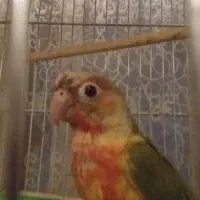 گرینچیک گم شده