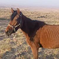 اسب فروشی|اسب و تجهیزات اسب‌سواری|قم, دانشگاه قم|دیوار