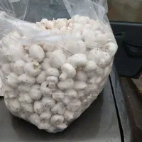 قارچ ریزدکمه ای