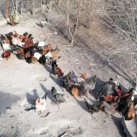 تعداد مرغ و خروس، کبوتر به فروش میرسد|حیوانات مزرعه|بندر گز, |دیوار