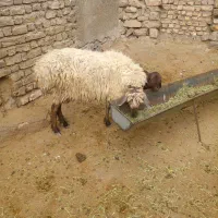 میشه بردار