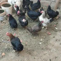 مرغ وخروس فروشی