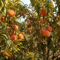 مشارکتی باغ|اجارهٔ دفتر صنعتی، کشاورزی، تجاری|موچش, |دیوار