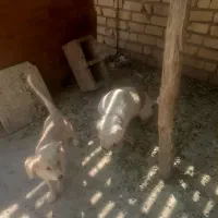 سگ پاپی ماده|سگ|فسا, |دیوار