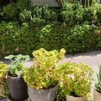 ۴۵۰متر زمین فروش یا معاوضه با ملک در تهرانپارس