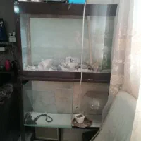 آکواریوم با پایه آهنی رنگ شده زیرش