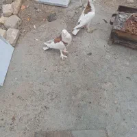 کبوتربادکنکی