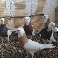 کبوتر|پرنده|کرج, بهشت سکینه|دیوار