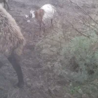 تکه پاکستانی بز آبس|حیوانات مزرعه|گرگان, |دیوار