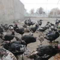 فروش قاز و بوقلمون|حیوانات مزرعه|خلیفان, |دیوار