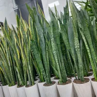 گل های سانسورها فقط فقط (۲۰۰هزار تومان )