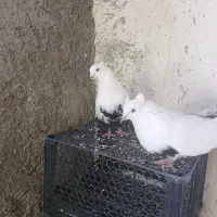 نرماده دومی سیاه معاوضه با قناری