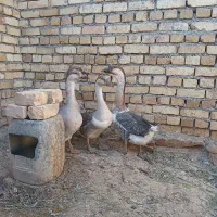 ۴ عدد غوغاز جوان