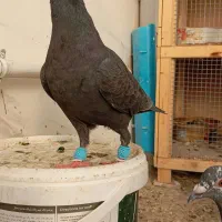 کبوتر جفت نرو ماده