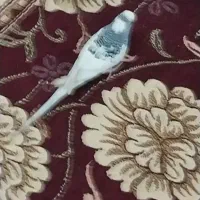 مرغ عشق