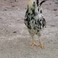 خروس گلین|حیوانات مزرعه|شیراز, رکنآباد|دیوار