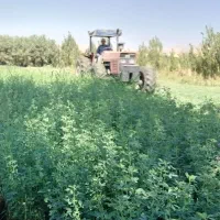 یونجه|خدمات باغبانی و درختکاری|کامیاران, |دیوار