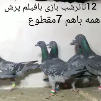 دسته 45تایی زدوخوردی بافیلم پرش جفت 1.200مقطوع