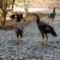 مرغ نسل بالا|حیوانات مزرعه|ایرانشهر, |دیوار