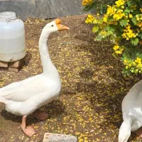 جفت نر و ماده قوقاز گردن ماری چینی اصل درجه یک