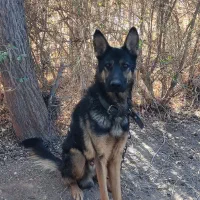 دوتا سگ وُرک و بلک