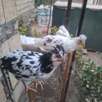 مرغ گلین|حیوانات مزرعه|مشهد, امیریه|دیوار