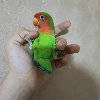 طوطی برزیلی یا کوتوله برزیلی ماده سخنگو با قفس