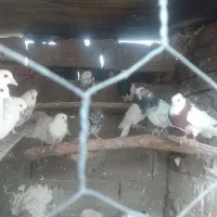 ۳۰عدد کبوتر پرشی