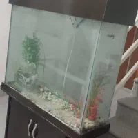 آکواریوم|ماهیگیری|ارومیه, |دیوار