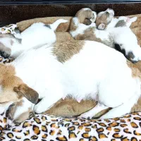 توله اشپیتز ۵عدد