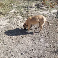 سگ دو رگه|سگ|اردبیل, |دیوار