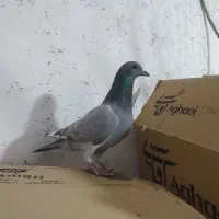 ۵ تا پلاکی نر بیرون شهری