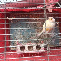 قناری ماده سفید موزاییکی