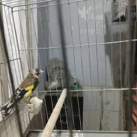 سهره|پرنده|محمدشهر, محمدشهر|دیوار