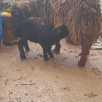 میش وبره|حیوانات مزرعه|مسجد سلیمان, |دیوار