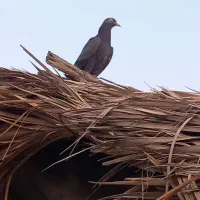 کبوتر پاکستانی و ایرانی|پرنده|تخت, |دیوار