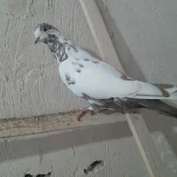 تعدادی کبوتر پرشی ساعت بالا.