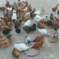 مرغ