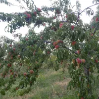زمین باغی چهاردیواری