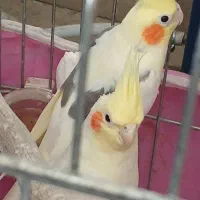 یک جفت عروس هلندی