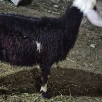 فروش بره ماده