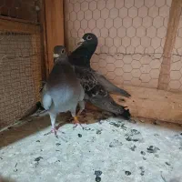 کبوتر پلاکی|پرنده|مبارکه, |دیوار
