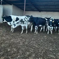 گاو تلیسه گوساله