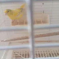 قناری نر بخون